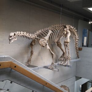 Naturhistorisches Museum