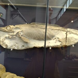 Naturhistorisches Museum