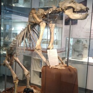 Naturhistorisches Museum