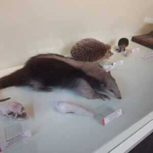 Naturhistorisches Museum
