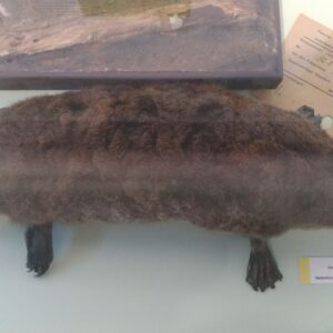Naturhistorisches Museum