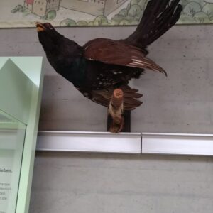 Naturhistorisches Museum