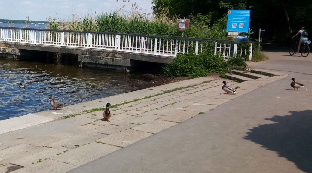 Enten am Müggelsee