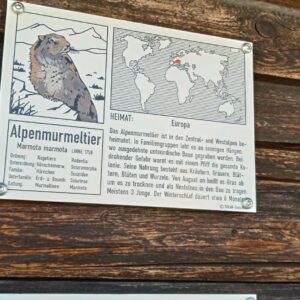 Schild, Alpenmurmeltier